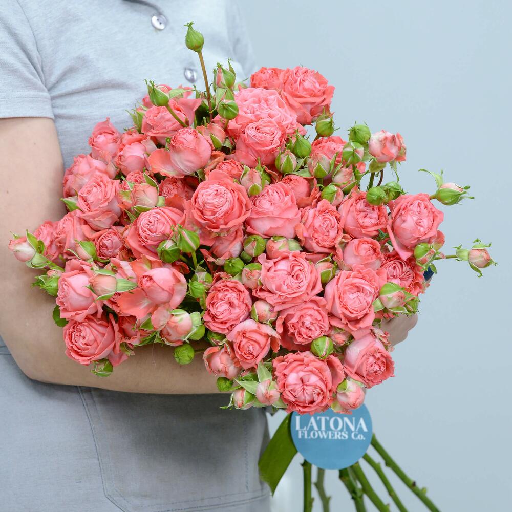 Кустовые розы Barbados - Latona Flowers